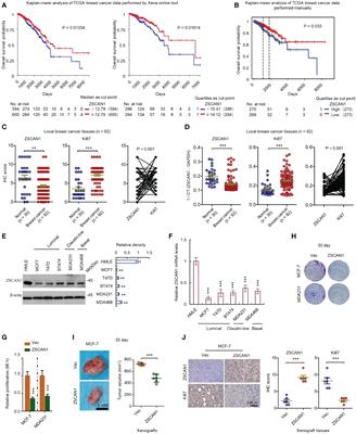 Zinc finger and SCAN domain containing 1, ZSCAN1, is a novel stemness-related tumor suppressor and transcriptional repressor in breast cancer targeting TAZ